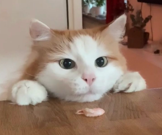 Sibirisk katt Fenix