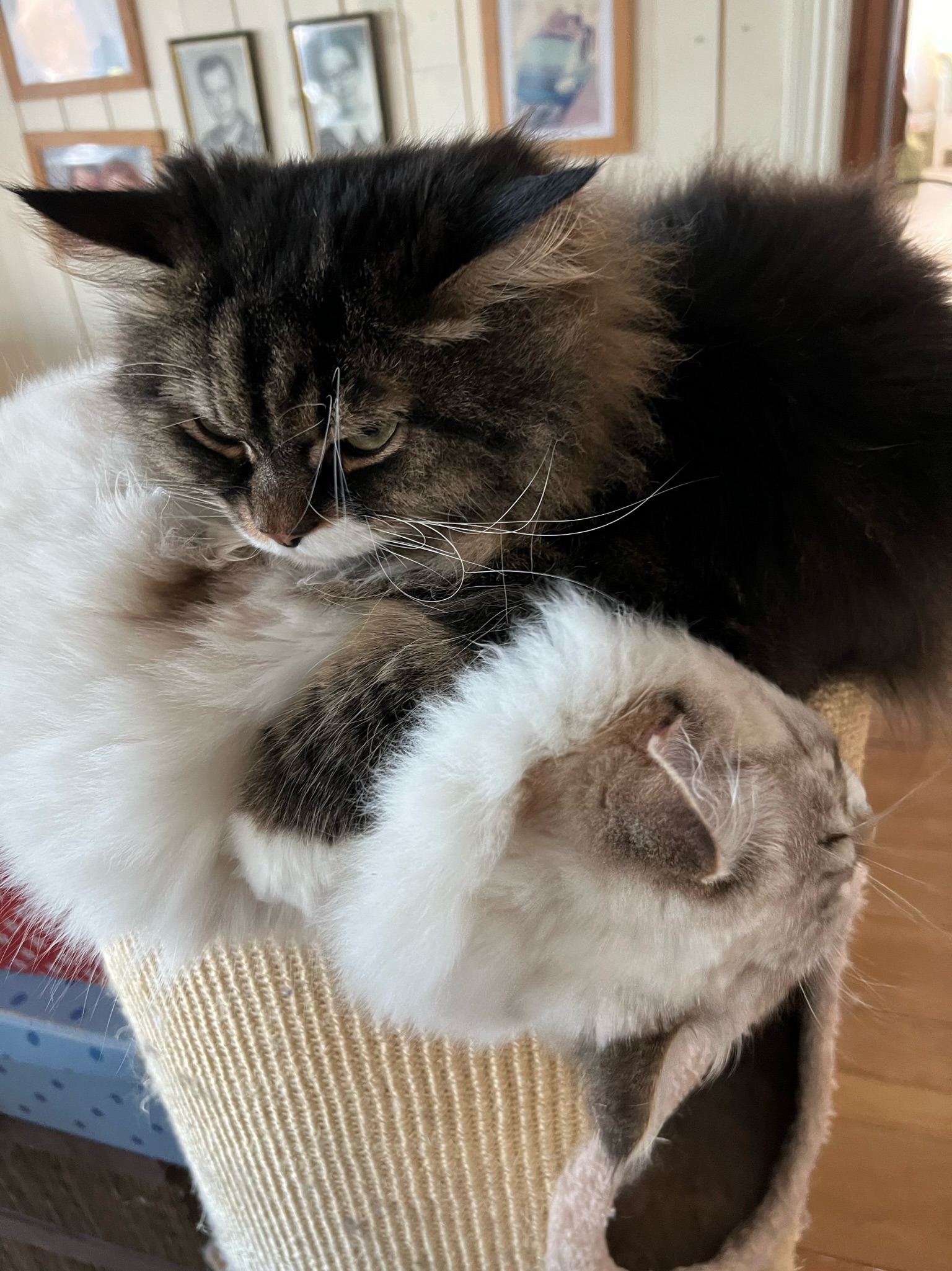 Sibirisk katt Achilles