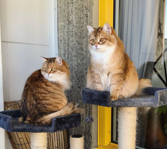 Sibirisk katt Ursula och Bianca