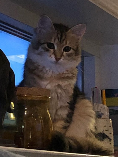 Sibirisk katt Fujita