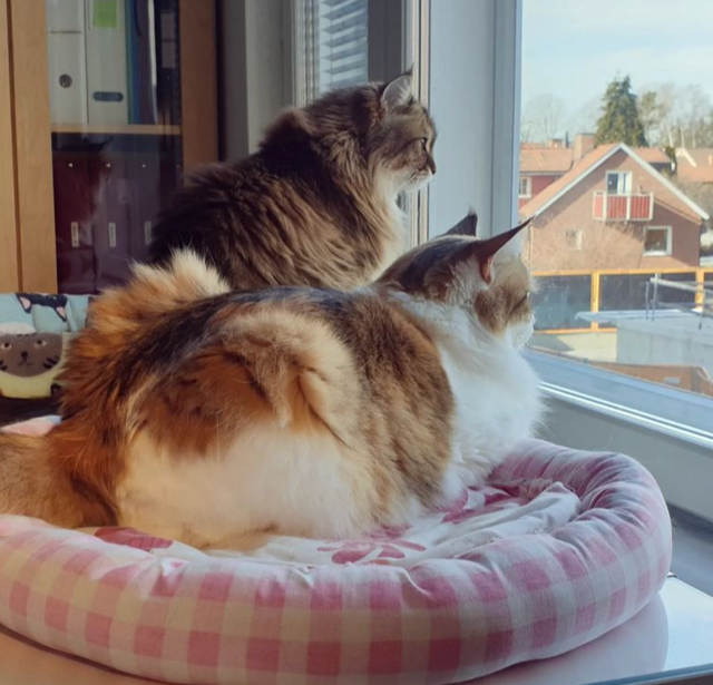 Sibirisk katt Nymphe och Orinda
