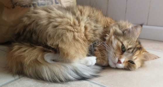 Sibirisk katt Dani
