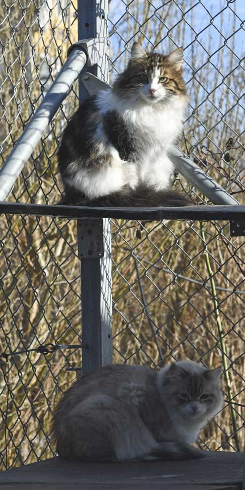 Sibirisk katt Vickie och Neva Masquerade Whiffi