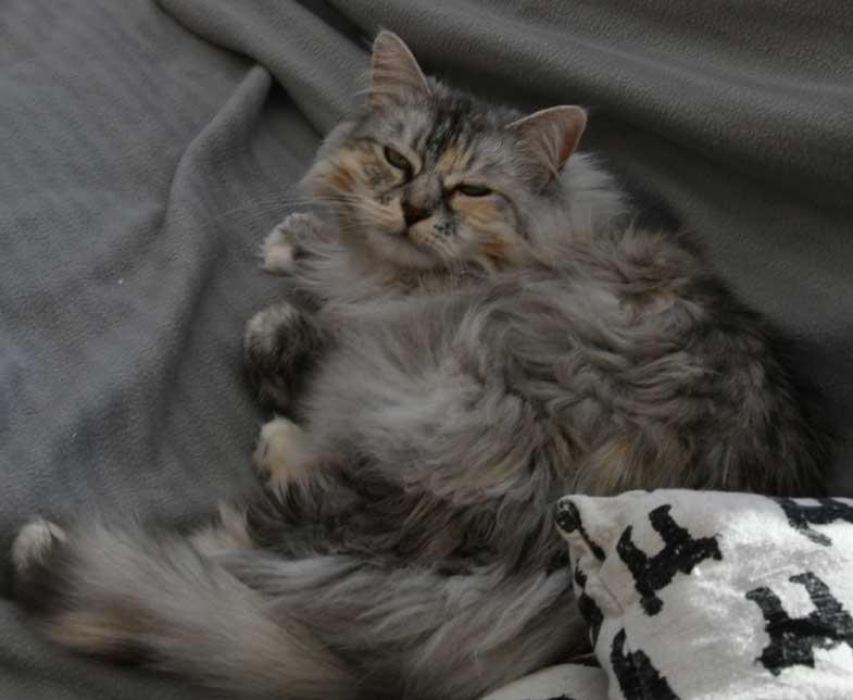 sibirisk katt Zinnie