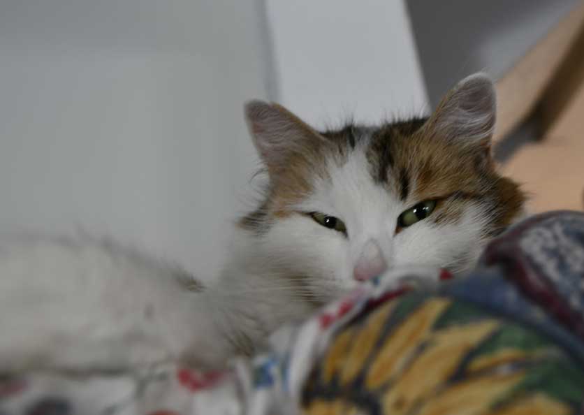 sibirisk katt Tracie