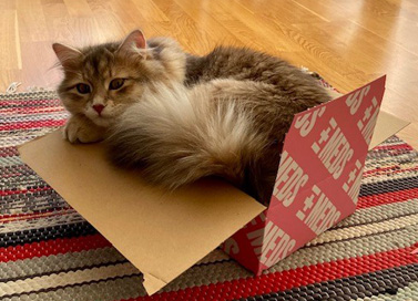 Sibirisk katt Beemim