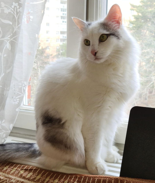 Sibirisk katt Mars