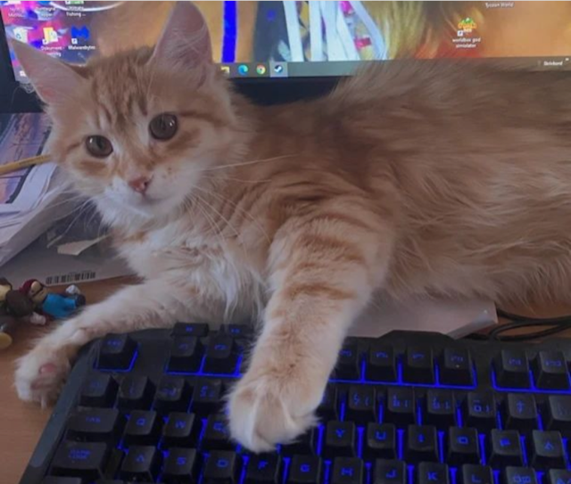 Sibirisk katt Ferrari