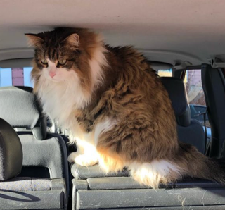Sibirisk katt Valentine