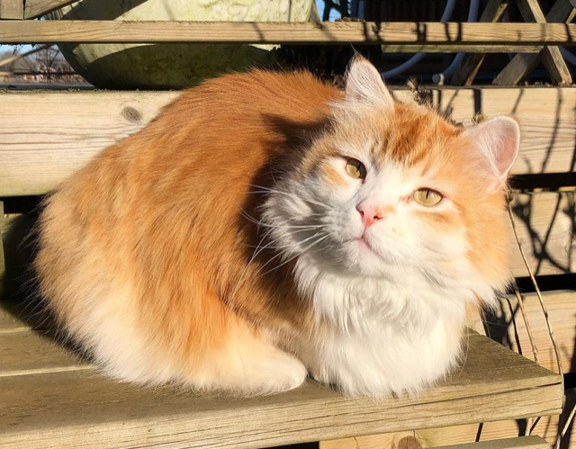 Sibirisk katt Ivan