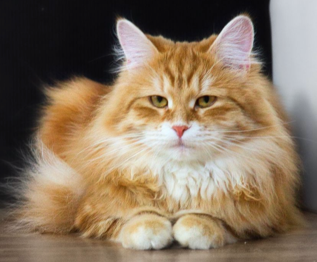 sibirisk katt Yazhi