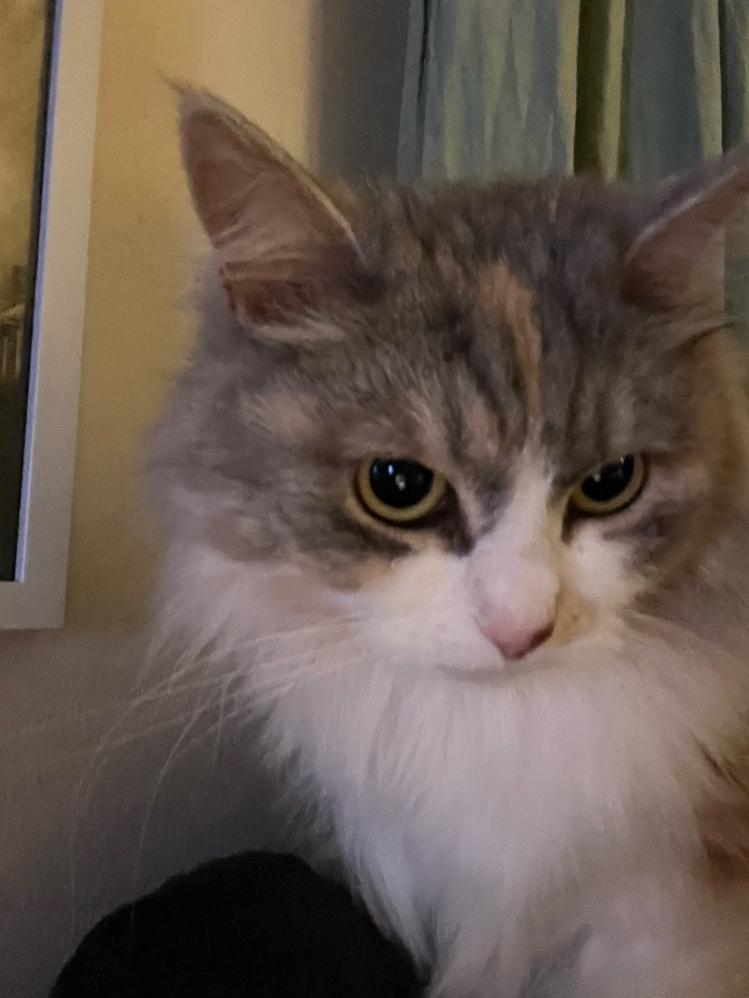 Sibirisk katt Xenia