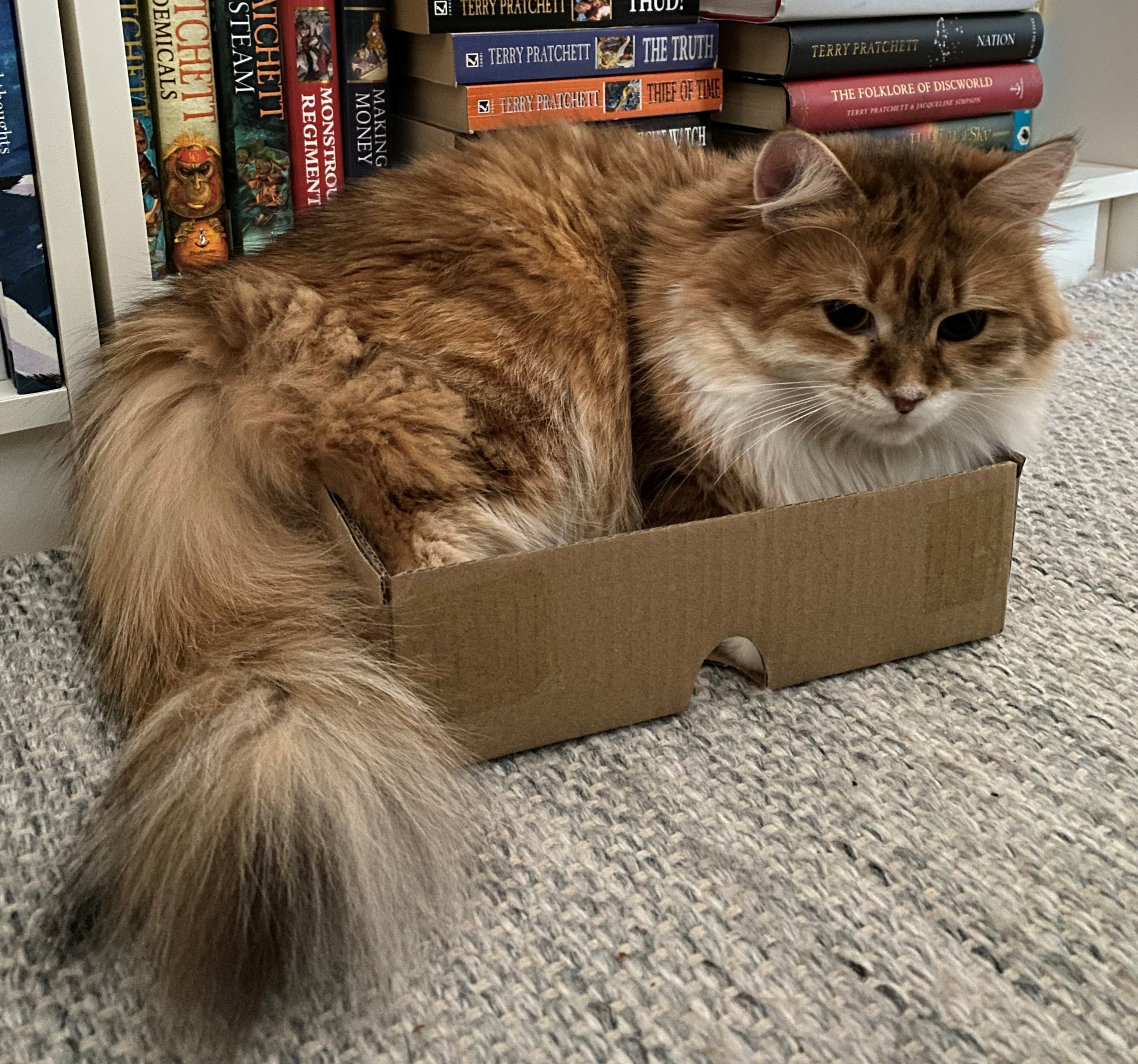 Sibirisk katt Bella