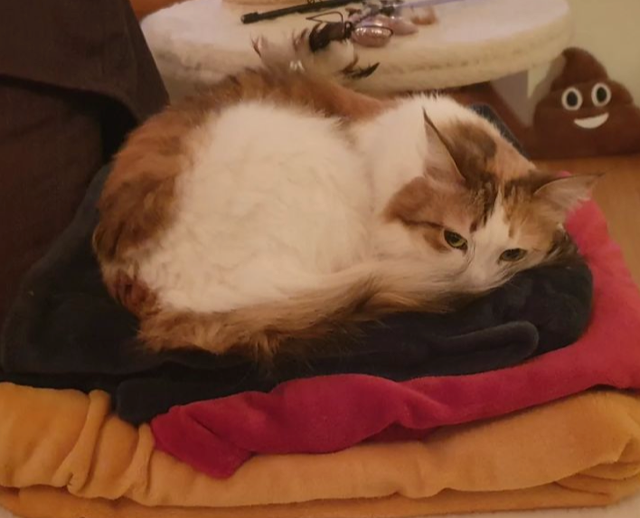 Sibirisk katt Nymphe