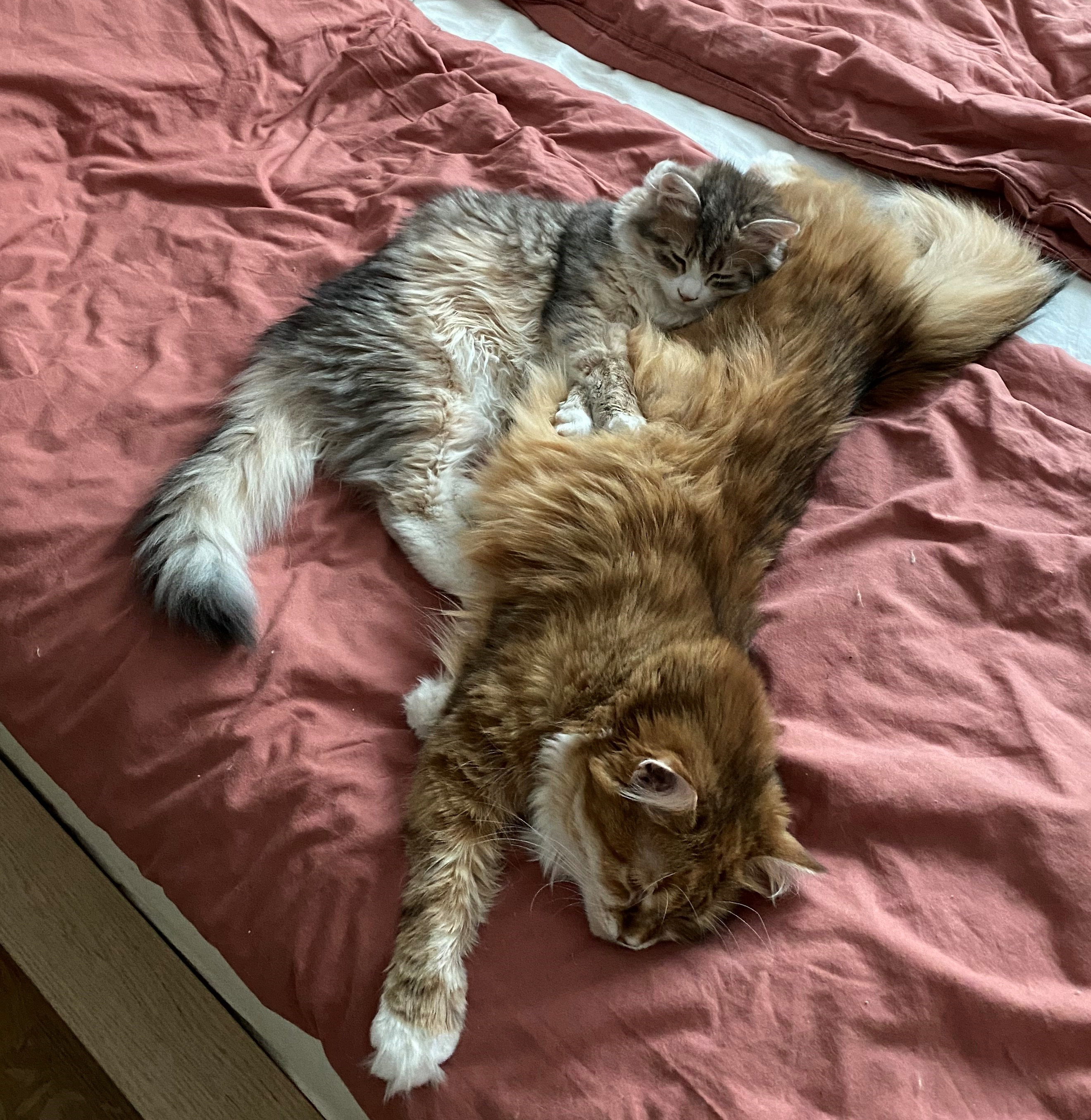 Sibiriska katter Bella och Fantasia