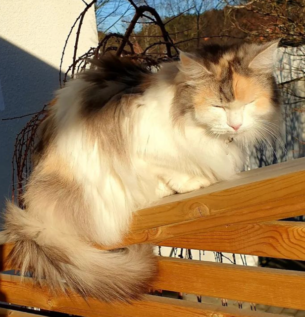 Sibirisk katt Gamma