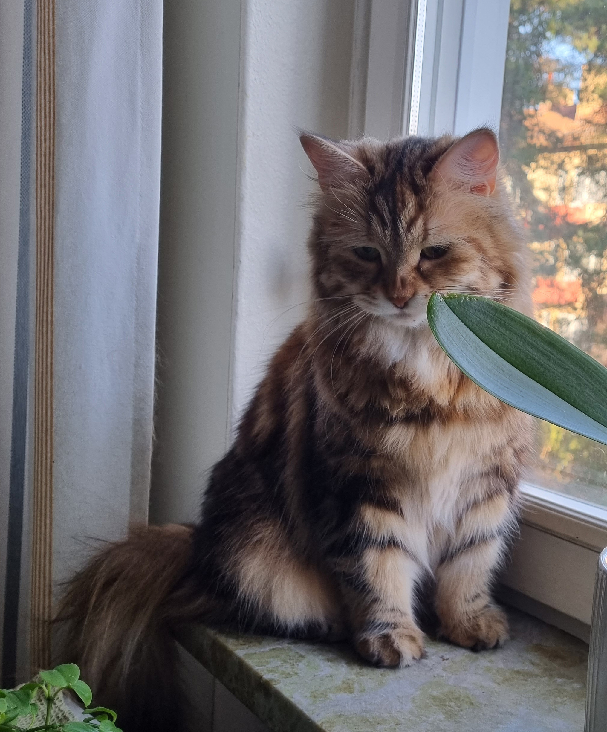 Sibirisk katt Yanai