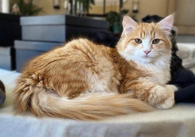 Sibirisk katt Flynn