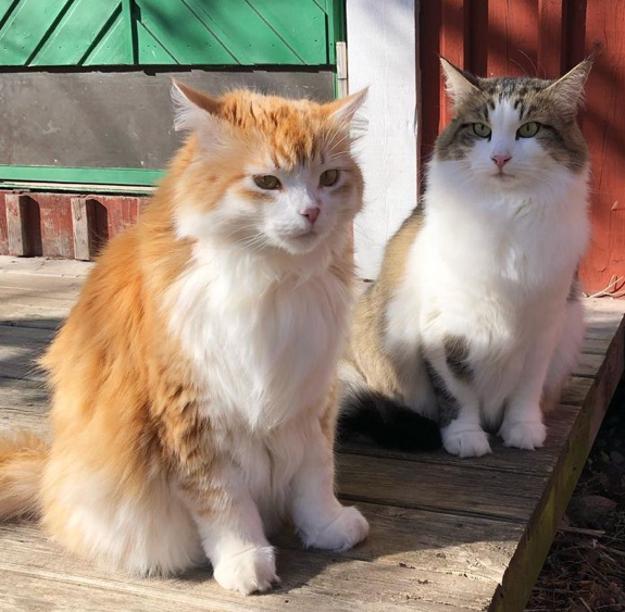 Sibirisk katt Hubble och Ivan
