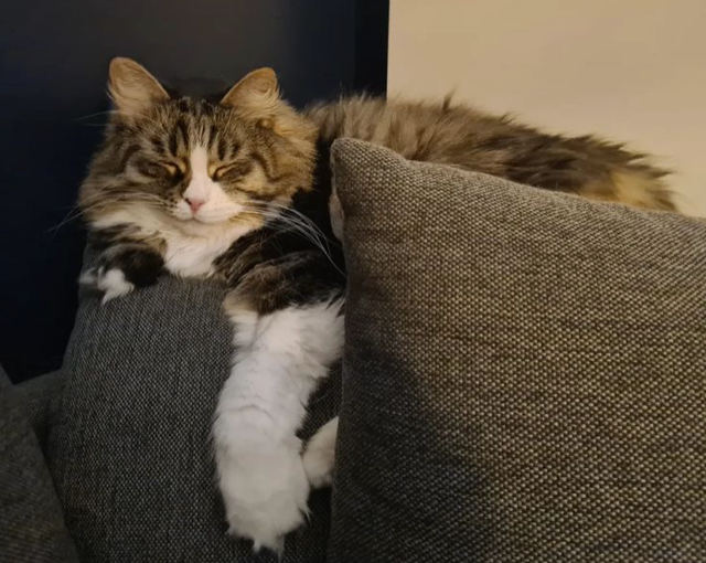 Sibirisk katt Tellus