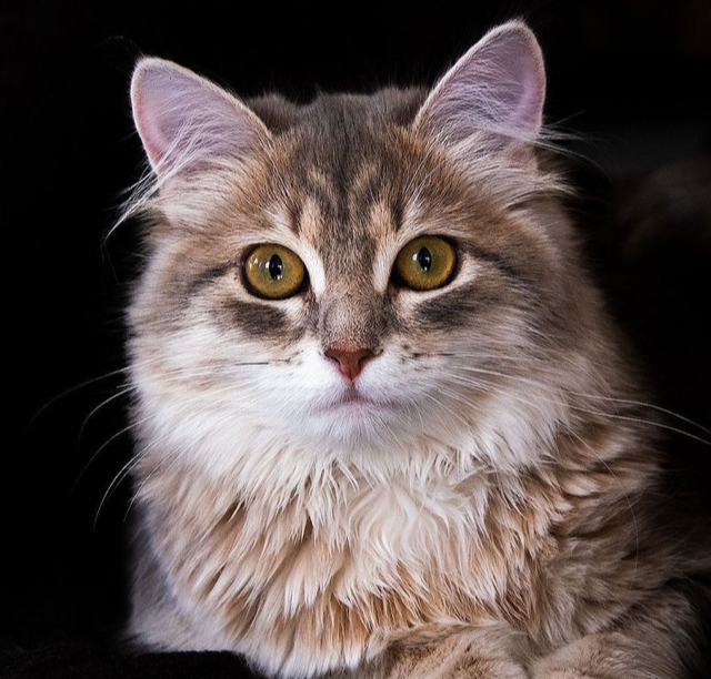 Sibirisk katt Fabiola