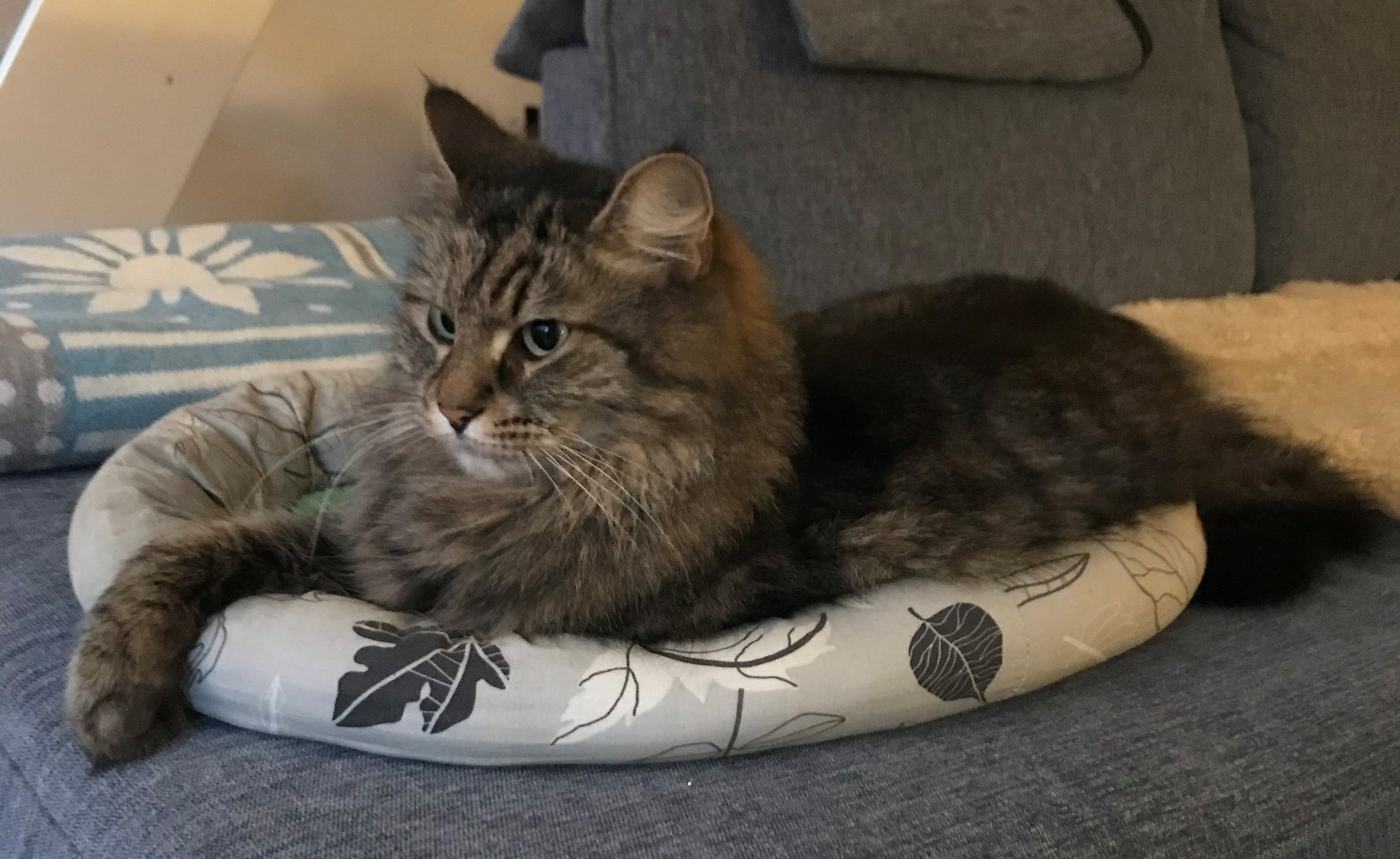 Sibirisk katt Merlin