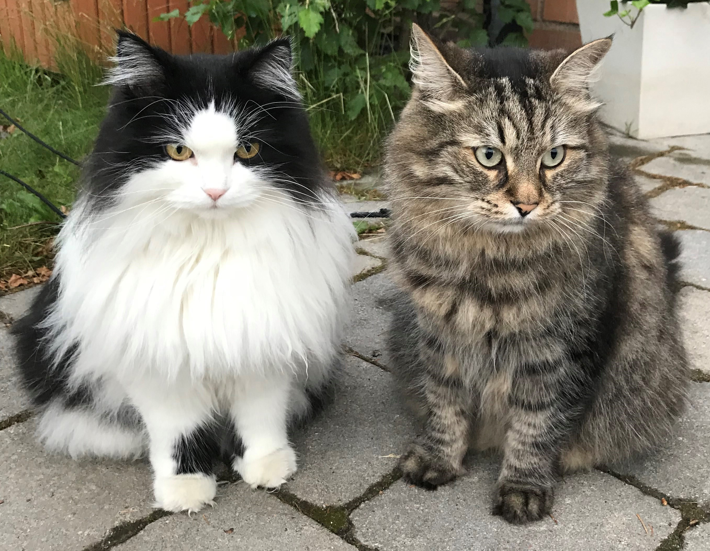 Sibirisk katt Merlin o Artemis