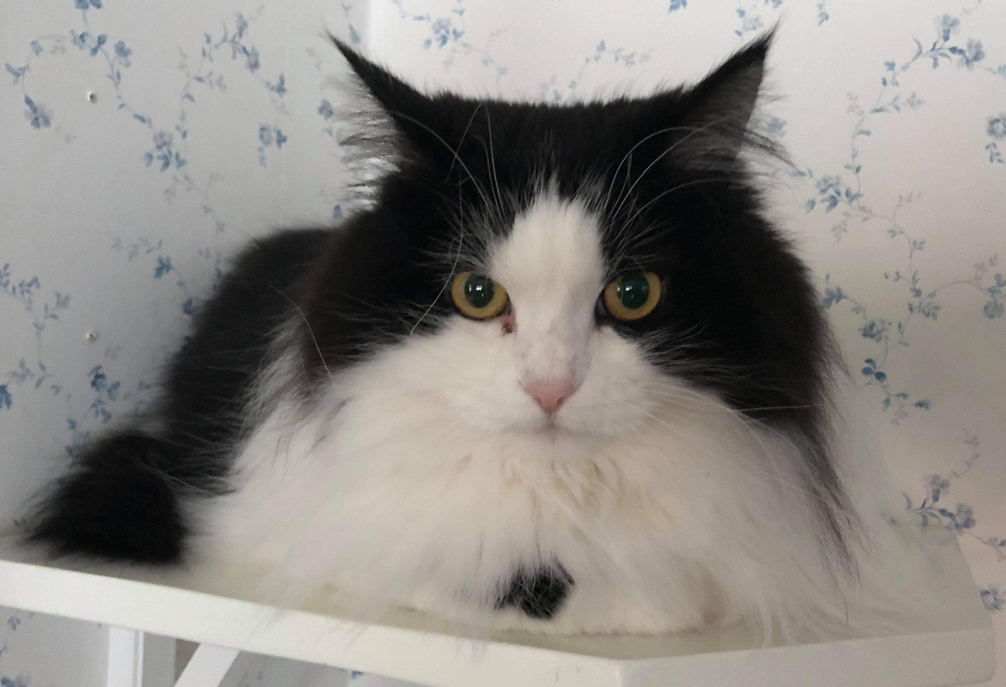 Sibirisk katt Artemis