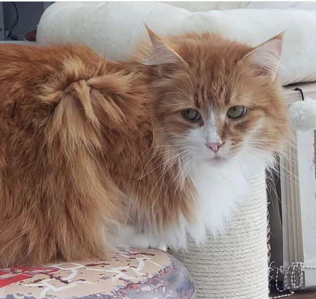 Sibiisk katt Neptune