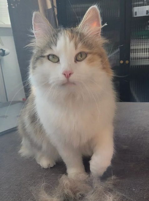 Sibirisk katt Dina