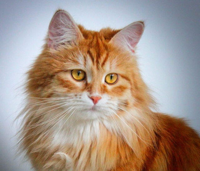 Sibirisk katt Yazhi