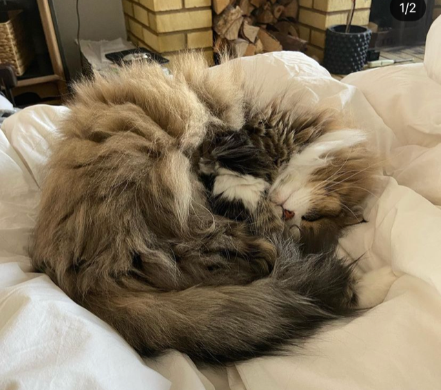 Sibirisk katt Europa