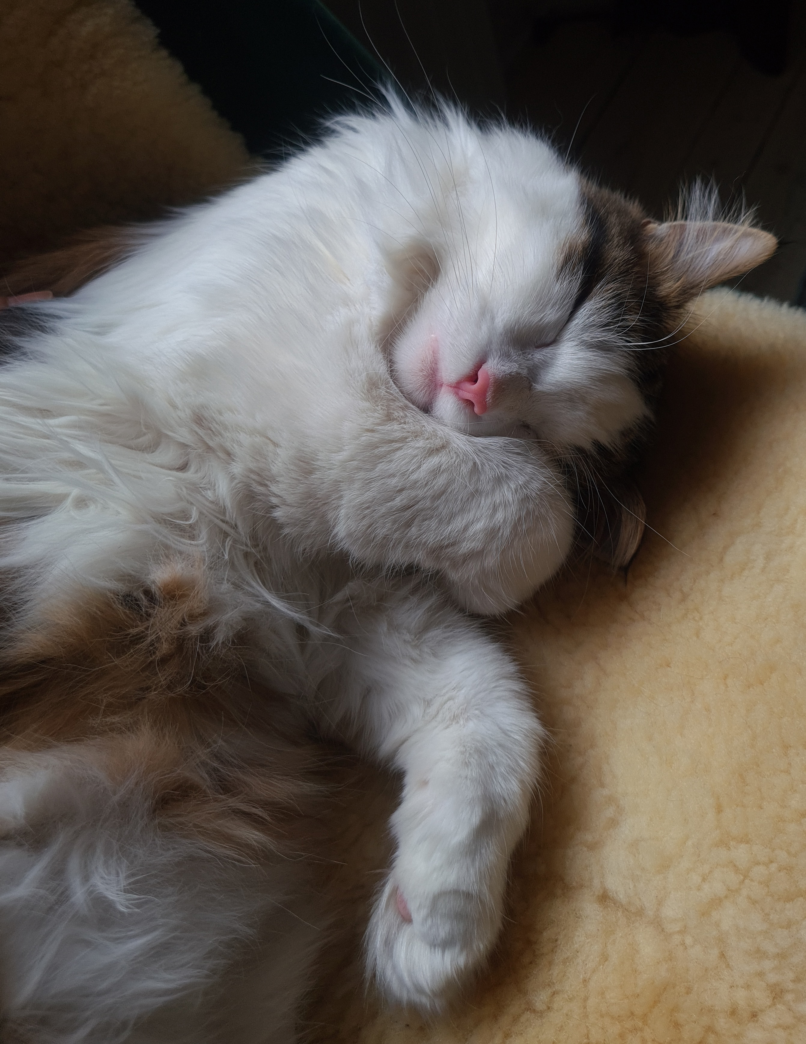Sibirisk katt Caphir