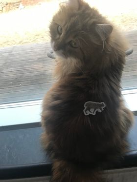 Sibirisk katt Ul