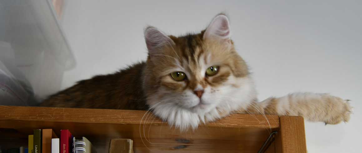 sibirisk katt Uni