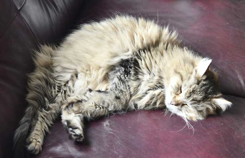 sibirisk katt Gabbie