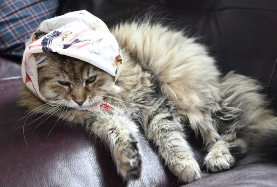 Sibirisk katt Gabbie