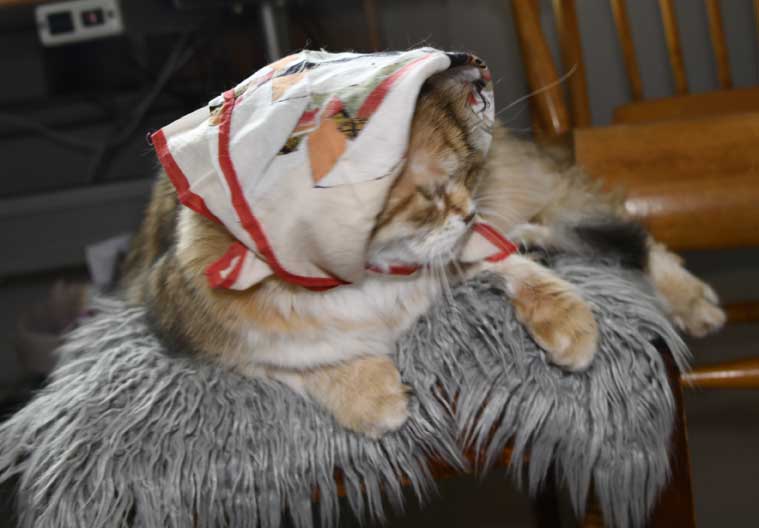 sibirisk katt Uni