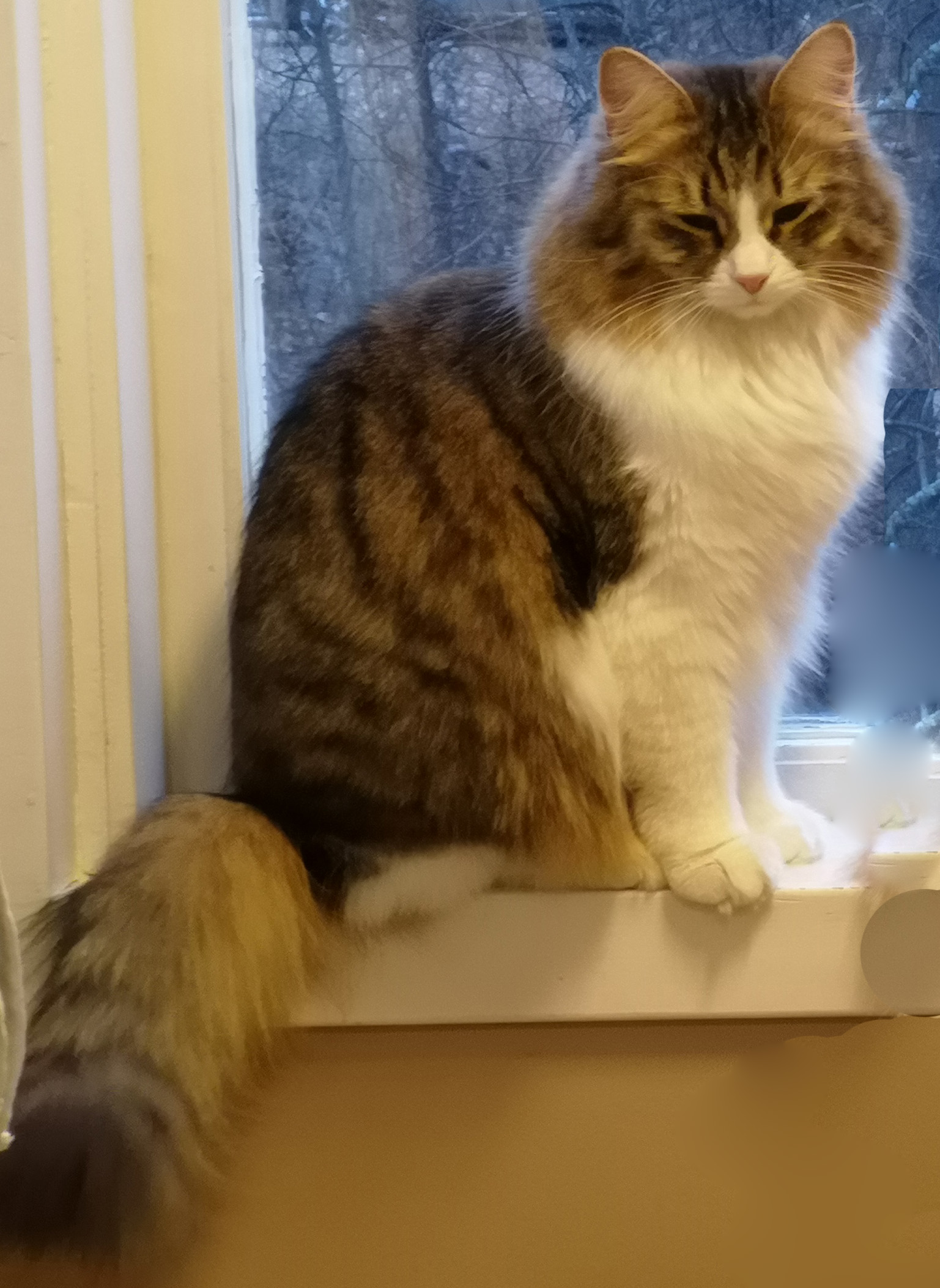Sibirisk katt Xosa