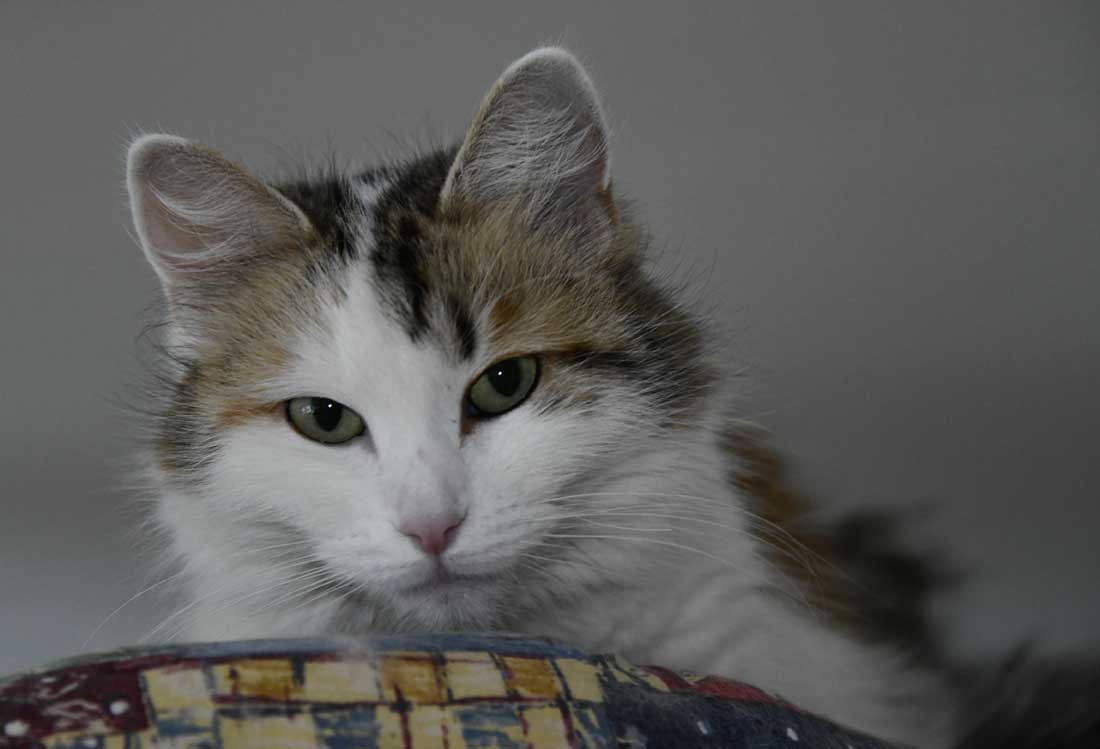 Sibirisk katt Tracie