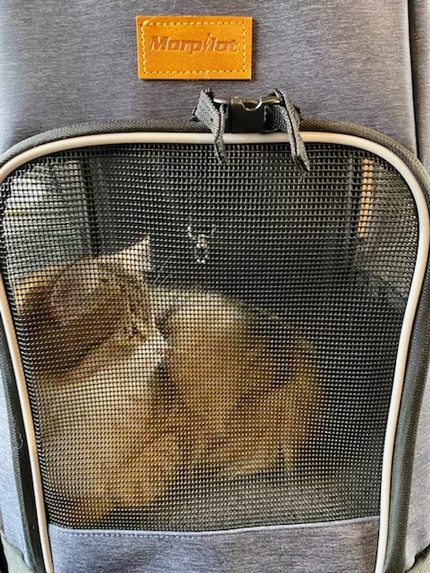 Sibirisk katt Fortuna