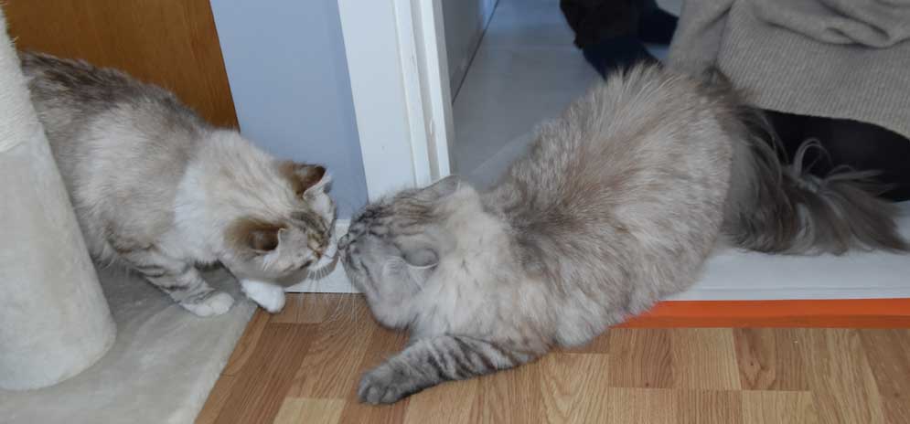 Neva Masquerade katter Bino och Whiffi