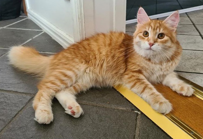 Sibirisk katt Ferrari