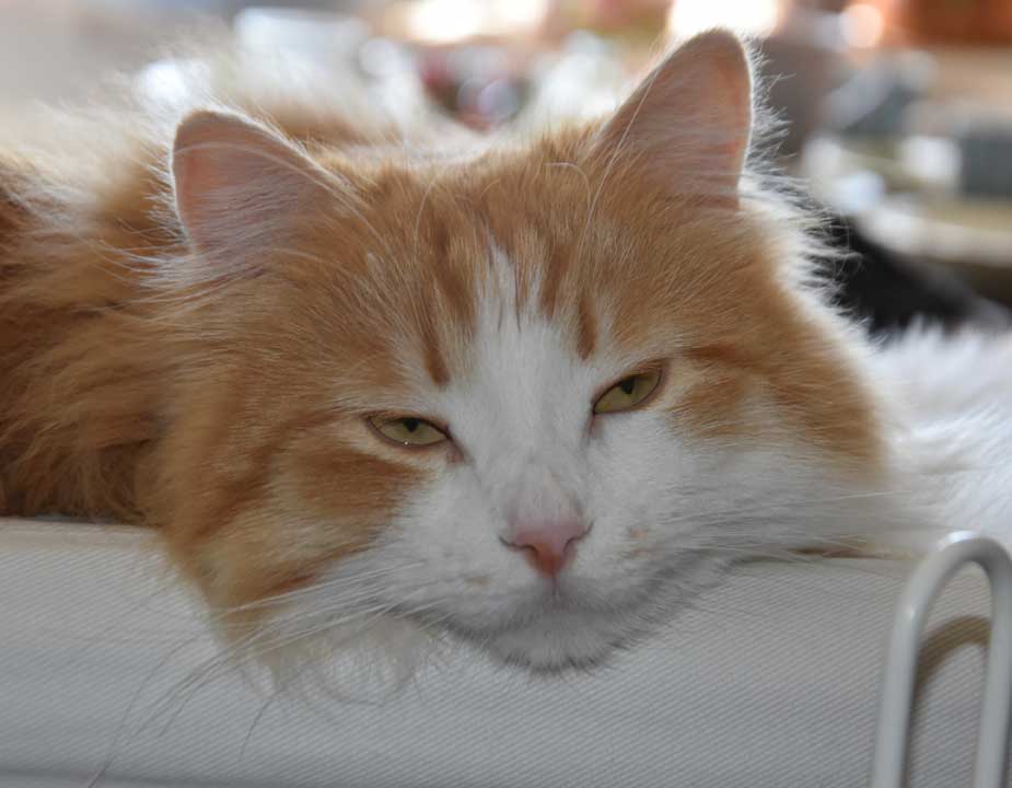 sibirisk katt Verdi