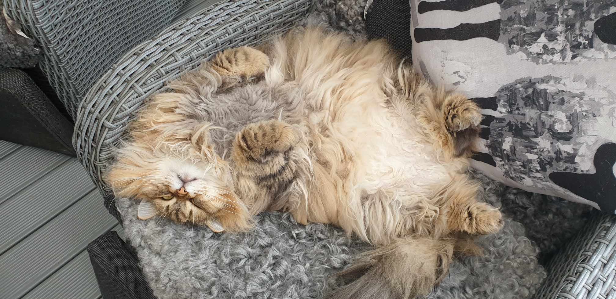 Sibirisk katt Styx