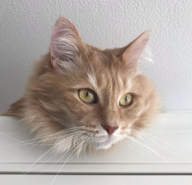 Sibirisk katt Remus