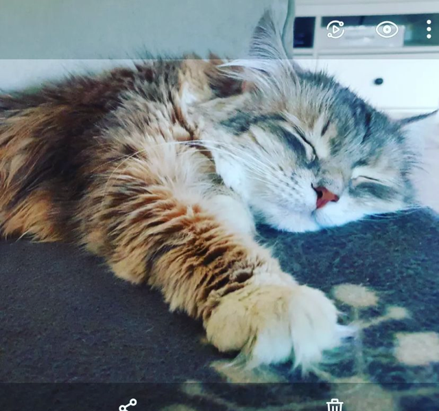 Sibirisk katt Utopia