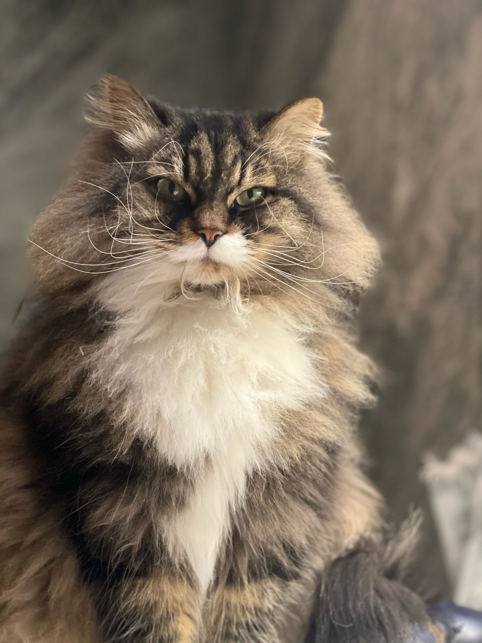 Sibirisk katt Achilles
