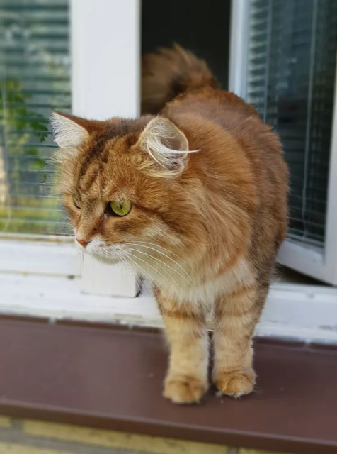 Sibirisk katt Quirk