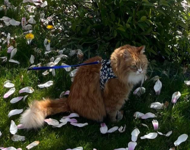 Sibirisk katt Kepheus